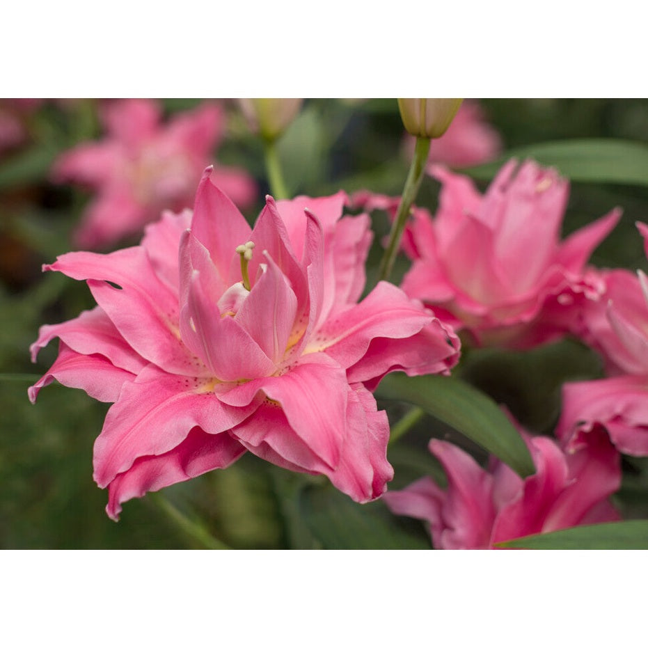 Orientalsk lilje-Lilium Oriental Dreamline 2-pakning